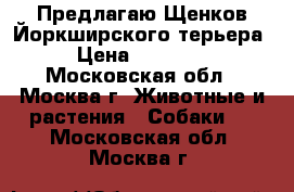 Предлагаю Щенков Йоркширского терьера › Цена ­ 10 000 - Московская обл., Москва г. Животные и растения » Собаки   . Московская обл.,Москва г.